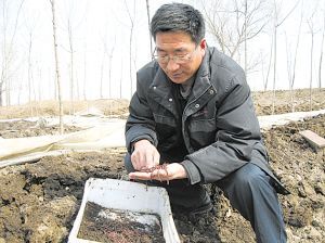养殖小蚯蚓 带来大效益