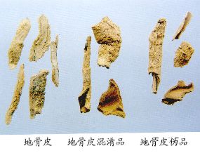 地骨皮混淆品--香加皮（Xiangjiapi）