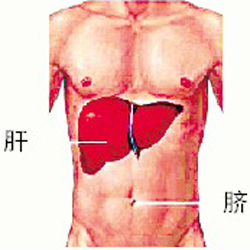 亲属间肝移植 大有可为