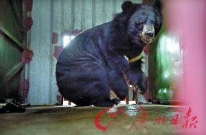 多国对“活熊取胆”说不 韩国每年150头熊抽胆死
