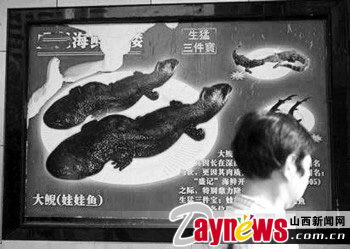 国家二级保护动物娃娃鱼成新菜 每斤售价2500元