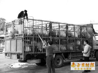 猪价对瘦肉精事件反应弱 问题猪疑出自广州
