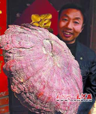 河南山区发现特大野生灵芝