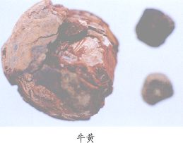 牛黄（Niuhuang）Calculus bovls