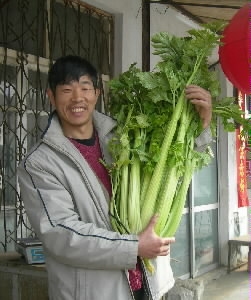 巨型芹菜1米长重5.1公斤 能否食用待检测