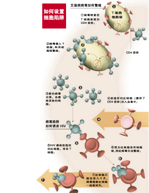 美科学家尝试通过细胞陷阱诱杀艾滋病毒