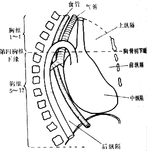 原发性纵隔肿瘤（外科）