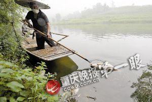 重庆50吨生态鱼陆续死亡 警方已开始调查