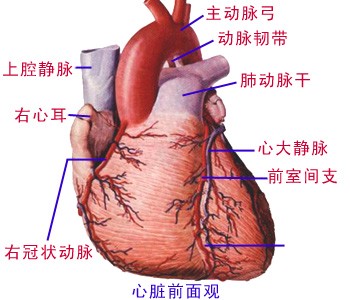 心脏前面观