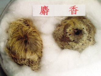 假麝香 皮厚无弹性