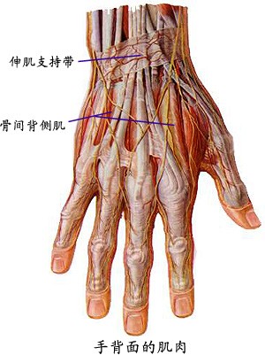 手掌背面肌肉