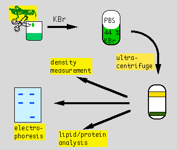 LipoproteinIsolation-Firstweek