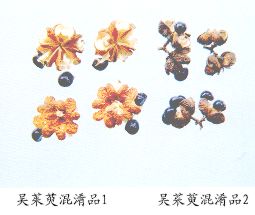 吴茱萸混淆品（1）--巴氏吴萸（Bashiwuyu）