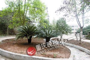 卫生院长受审后挖走医院里柏树称影响风水