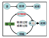 茶质滤嘴具祛烟瘾减危害作用