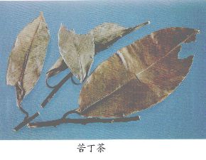 苦丁茶（Kudingcha）Folium I1ids Kudingchae