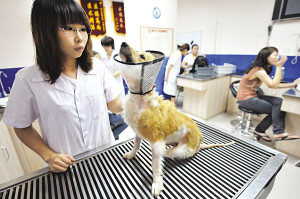 女孩募款为残疾狗装假肢引发争议