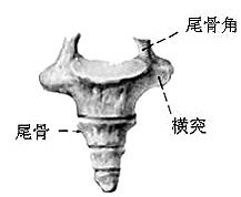 尾骨骨折复位：手法+中药