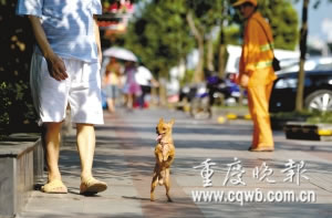 小狗每天直立行走陪主人散步