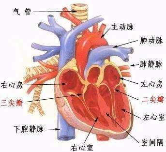 心脏结构图
