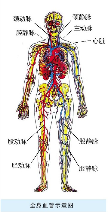 头晕、腿痛 找找血管的毛病