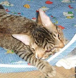美国双面猫打呼噜发出立体声