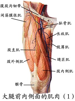 大腿前内侧面肌肉（1）