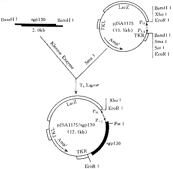 sgp130cDNA在痘苗病毒载体系统中的表达