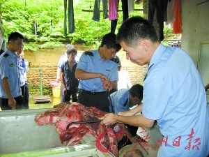 高温天气致生猪病死增多 死猪被廉价收购
