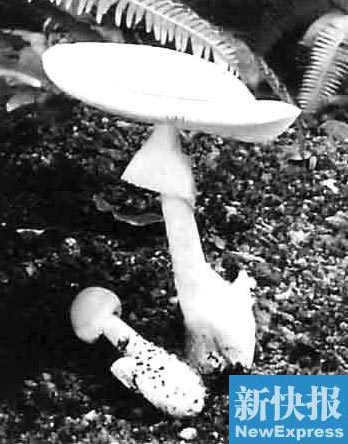 7名护林员误食野蘑菇中毒