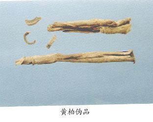 黄柏伪品--木蝴蝶树皮（Muhudieshupi）