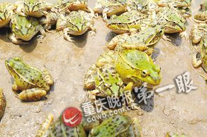 贩运青蛙者被查 辩称有保护动物驯养许可证