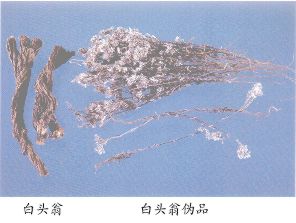 白头翁伪品--星色草（Xingsecao）