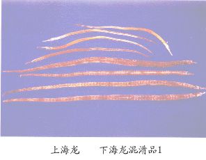 海龙（Hations）Srnsnathus