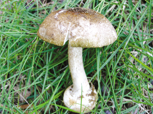 剧毒蘑菇毒倒从化一家四口