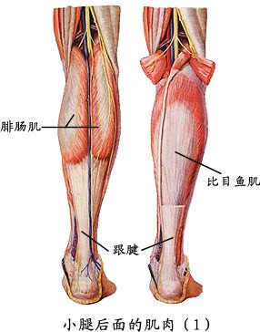 小腿后面肌肉（1）