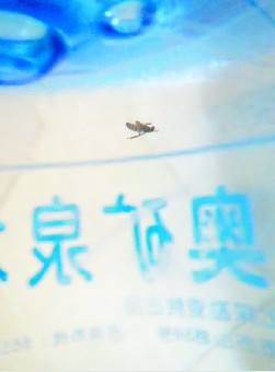 深奥密封桶装水里漂虫 厂家称不知道虫子从哪来