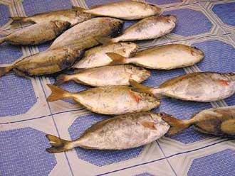 不该抛弃的N种食物精品