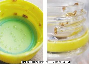 百事可乐瓶盖上有虫子 业务员称是因被曝晒所致