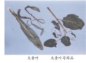 大青叶习用品--蓼蓝（Liaolan）