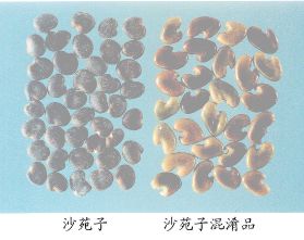沙苑子（Shayuanzi）Semen Astragall Complanati