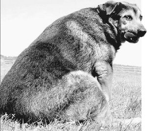 英国第一肥犬体重95公斤