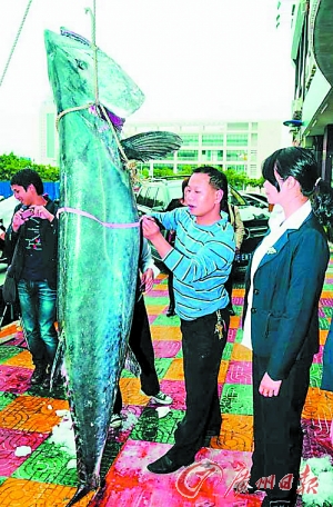 渔民捕获重100公斤巨型马鲛鱼