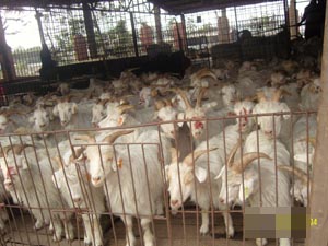 海南：山东192只羊检出瘦肉精 本省市场无该地待宰羊