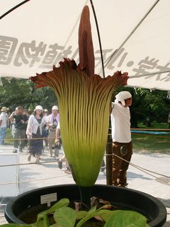 世界最大花在日本绽放 散发尸臭味引5千人猎奇