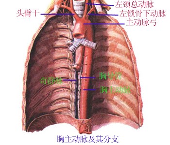 胸主动脉及分支