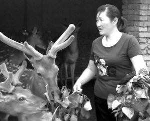 下岗夫妻为给儿子喝鹿茸血治病在荒山养鹿致富
