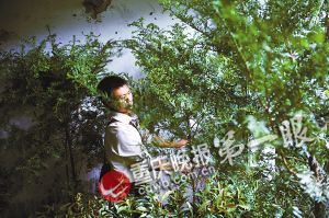 红豆杉销售走俏 商家忽悠摆着防癌泡酒抗癌