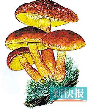 穗6月连发3起13人野蘑菇中毒 疾控中心：禁采野菇
