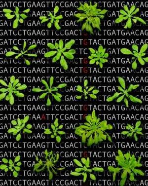英国发现一种基因与植物低温长势有关